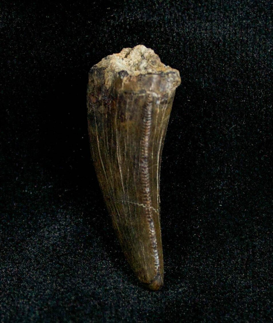 albertosaurus teeth