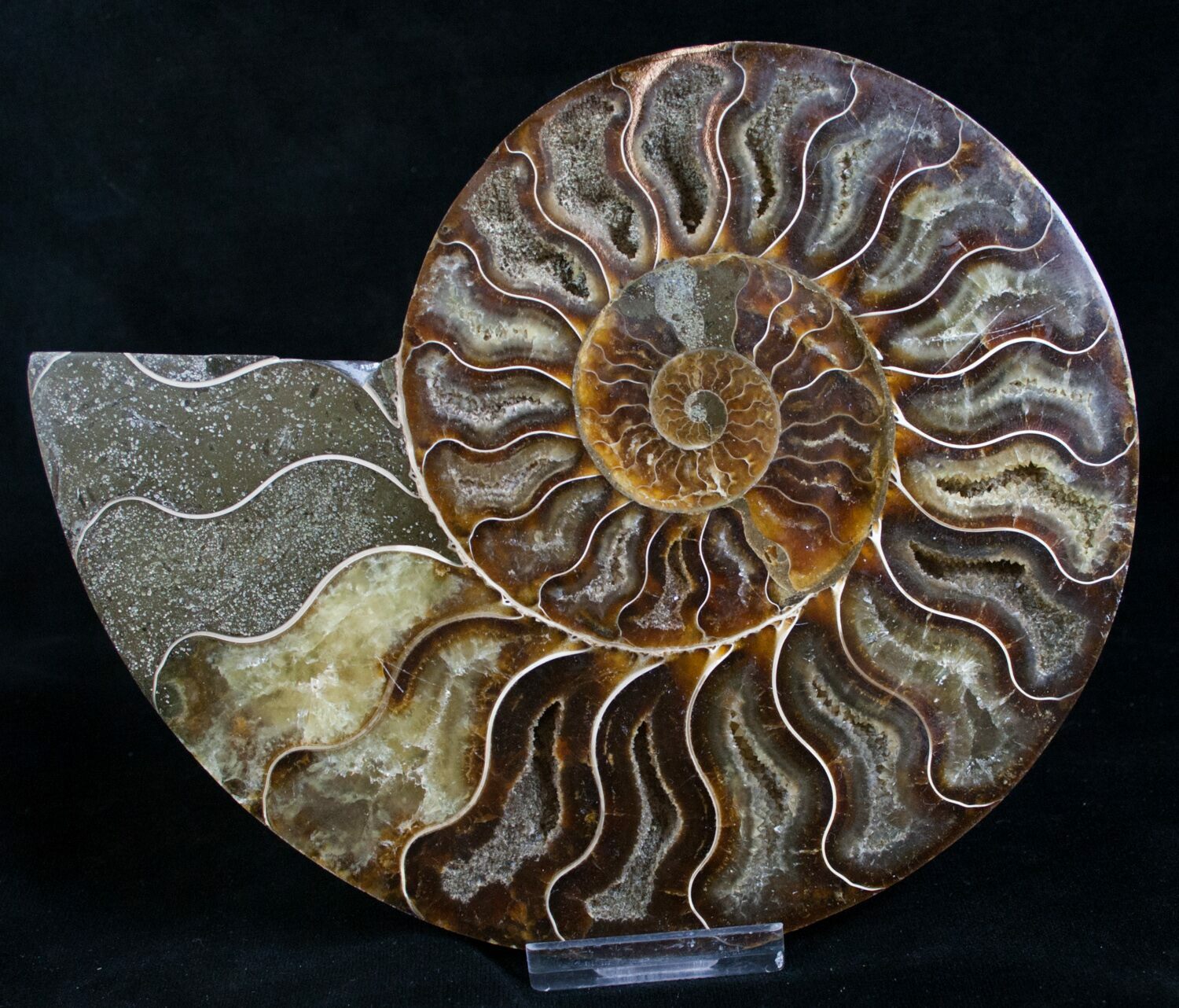 Beautiful 6.5" Cut Ammonite Fossil (Half) For Sale (#8420) - FossilEra.com