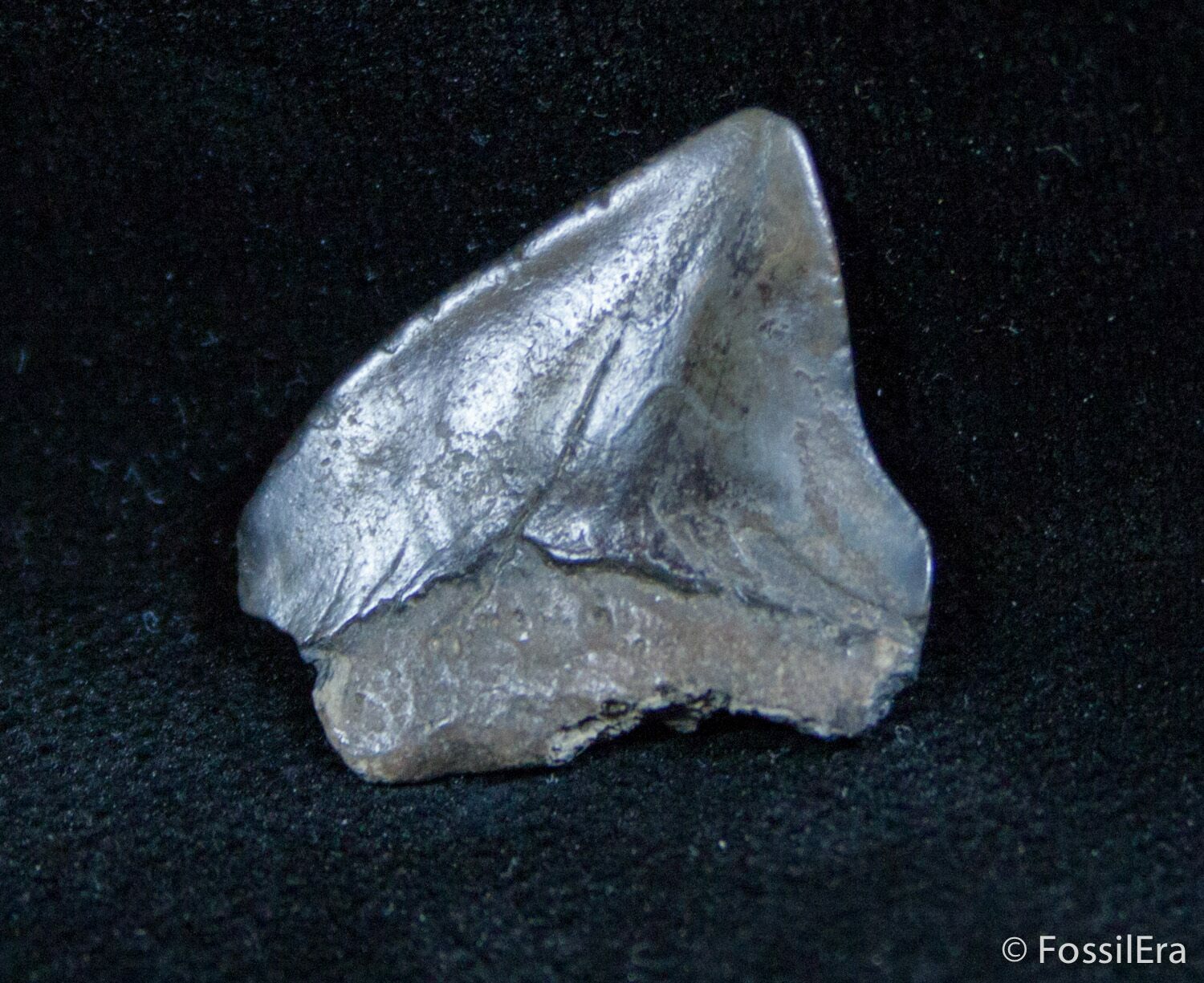 Fossil Squalicorax Tooth - North Carolina For Sale (#1435) - FossilEra.com