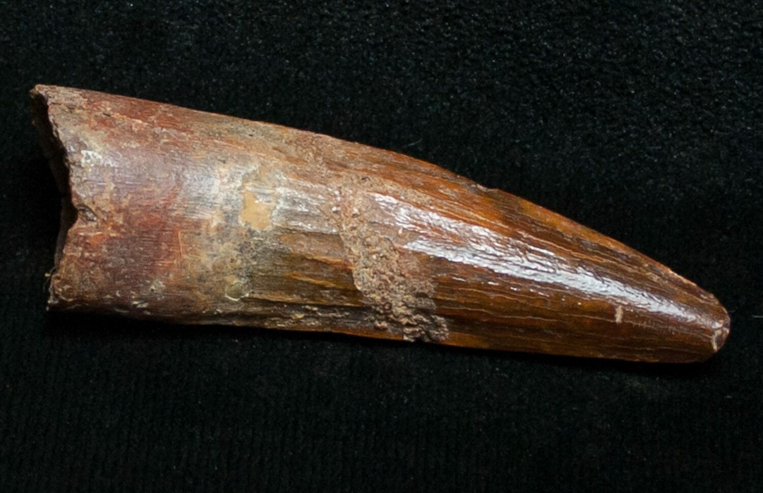 spinosaurus tooth