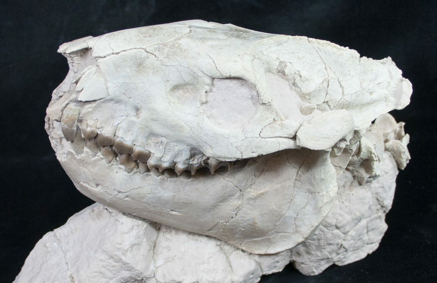 Superb Fossil Oreodont Skull With Vertebrae For Sale (#8853