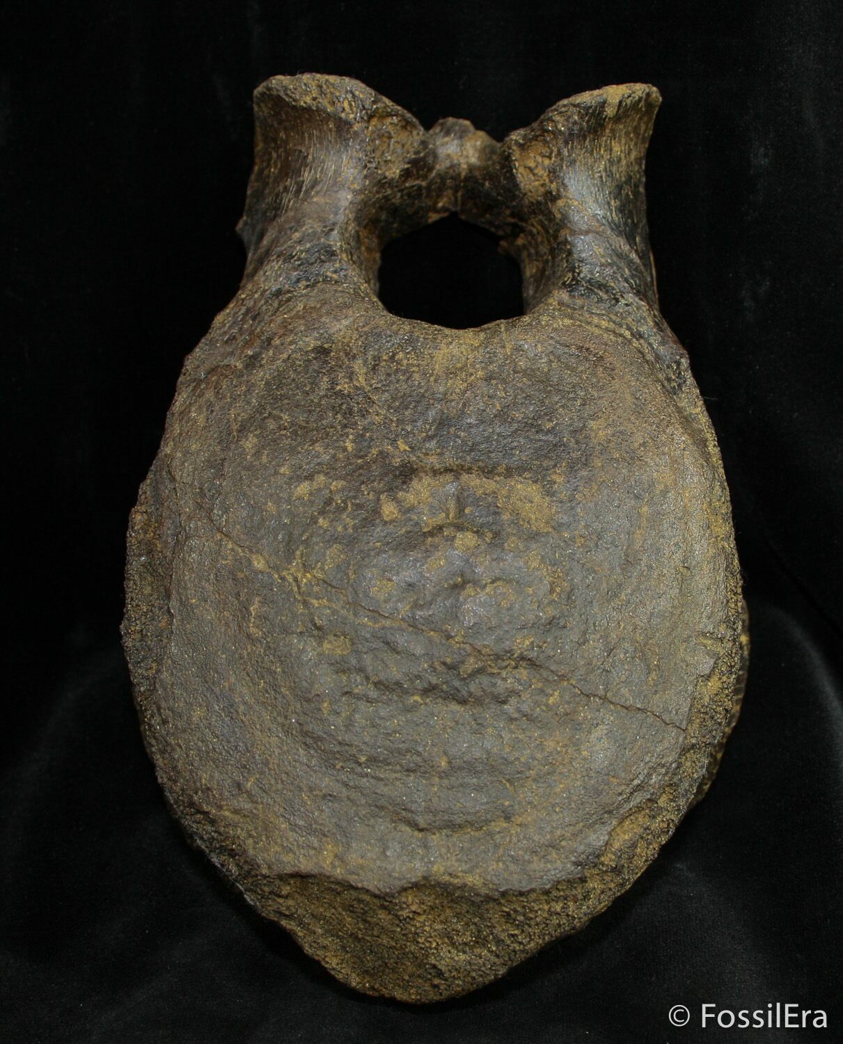 Large Edmontosaurus Vertebra - Hadrosaur For Sale (#1494) - FossilEra.com