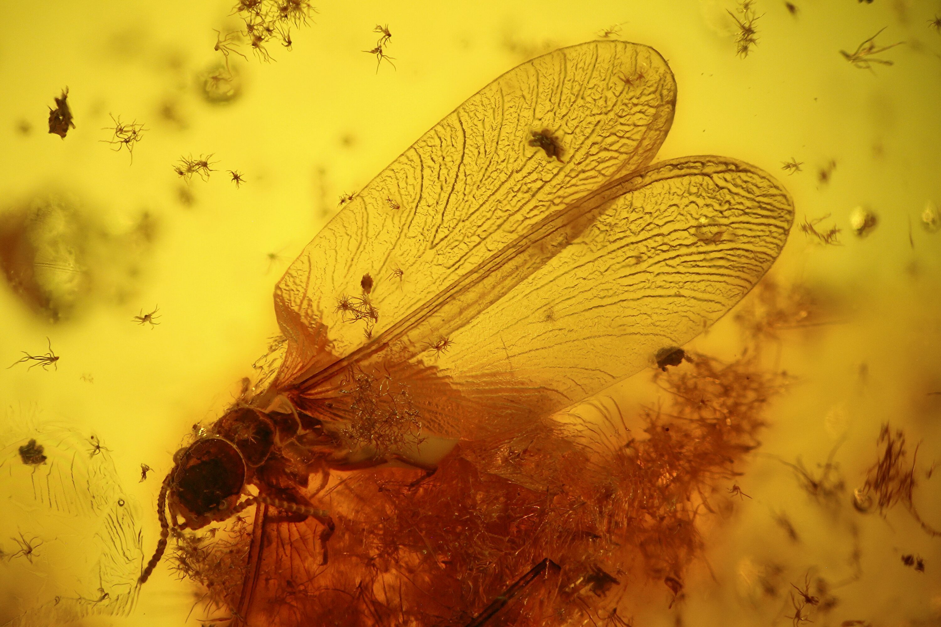 Fossil Insects In Amber For Sale