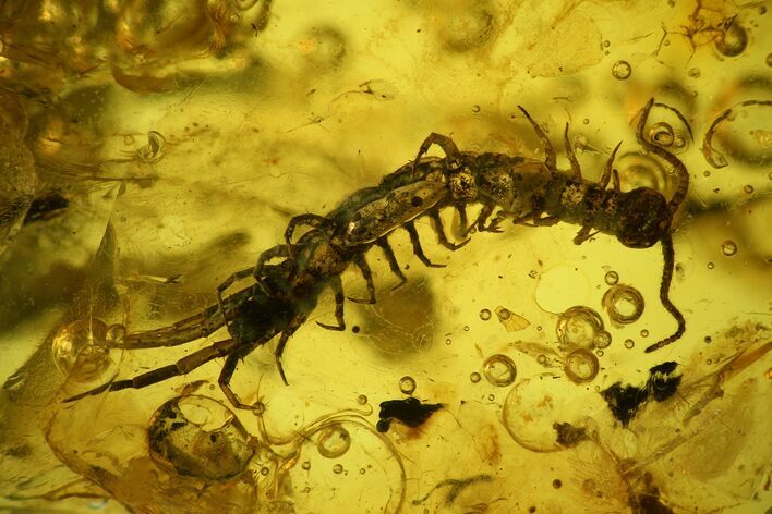 Detailed Fossil Centipede (Chilopoda) In Baltic Amber For Sale (#128358 ...