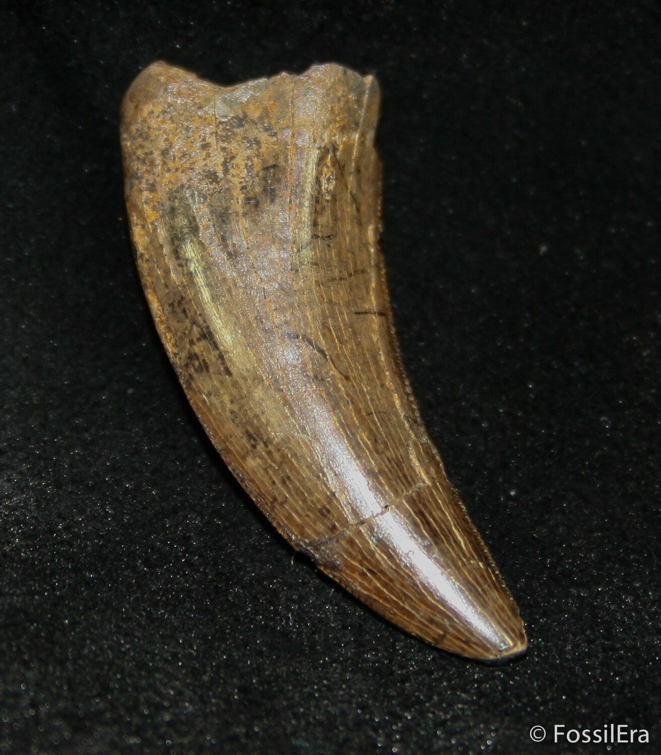 tyrannosaurus tooth fossil