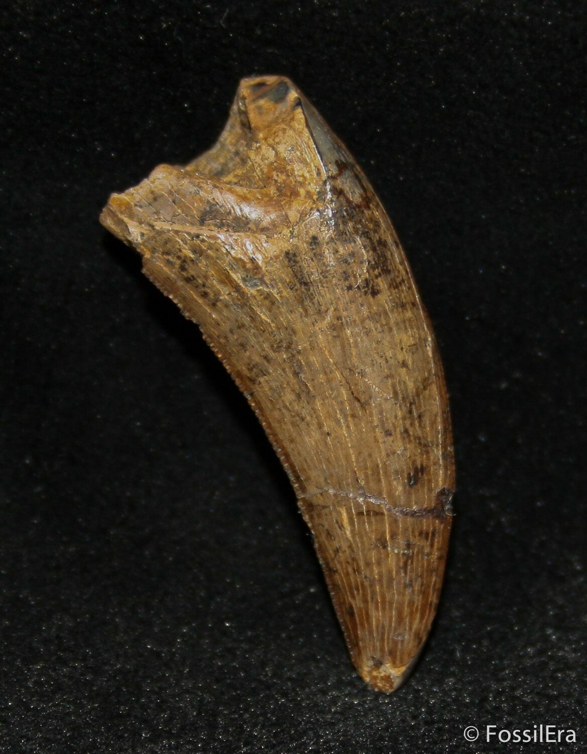 t rex tooth fossil