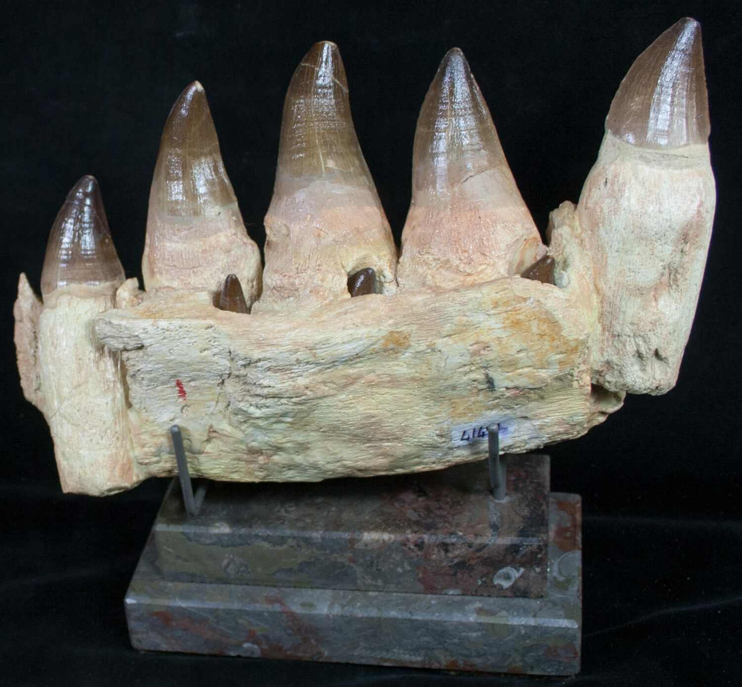 mosasaurus teeth for sale