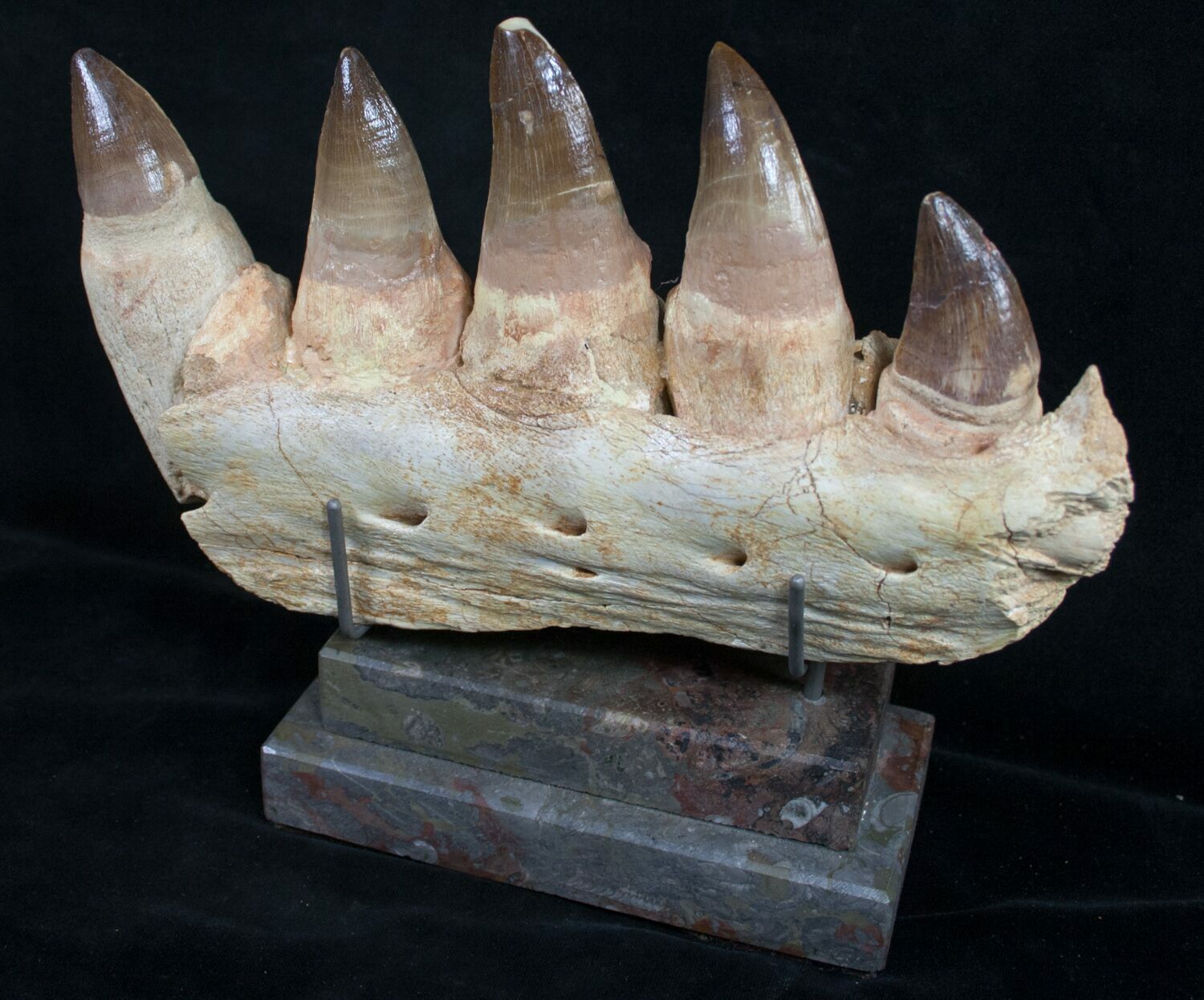 mosasaurus jaw for sale