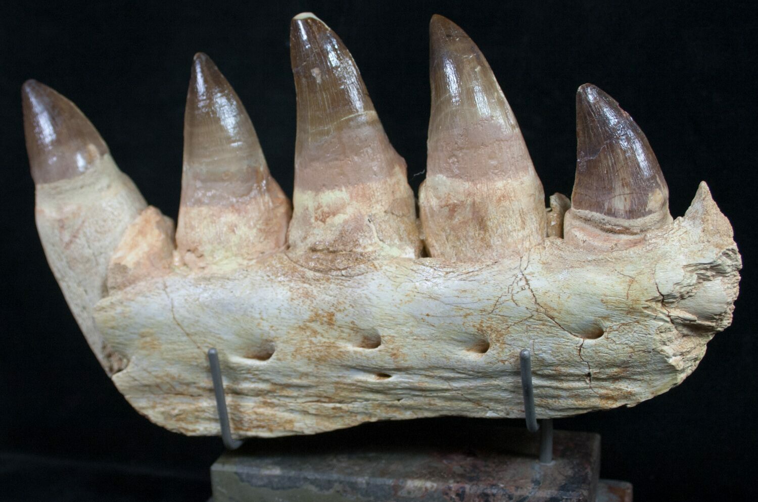 mosasaurus jaw for sale