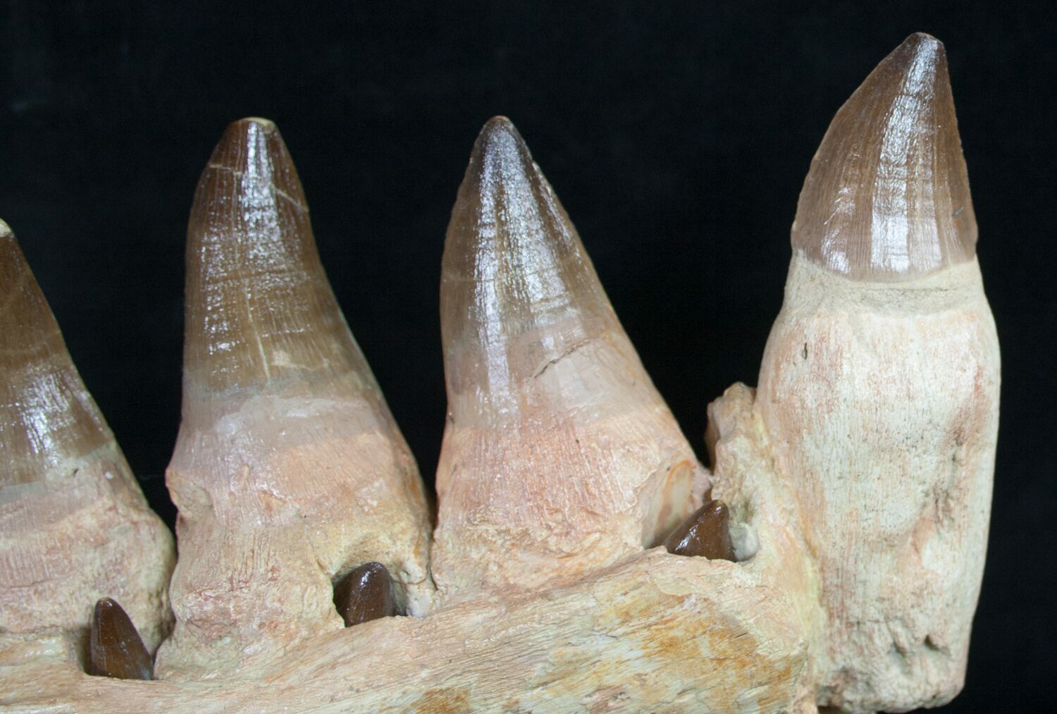 mosasaurus jaw for sale