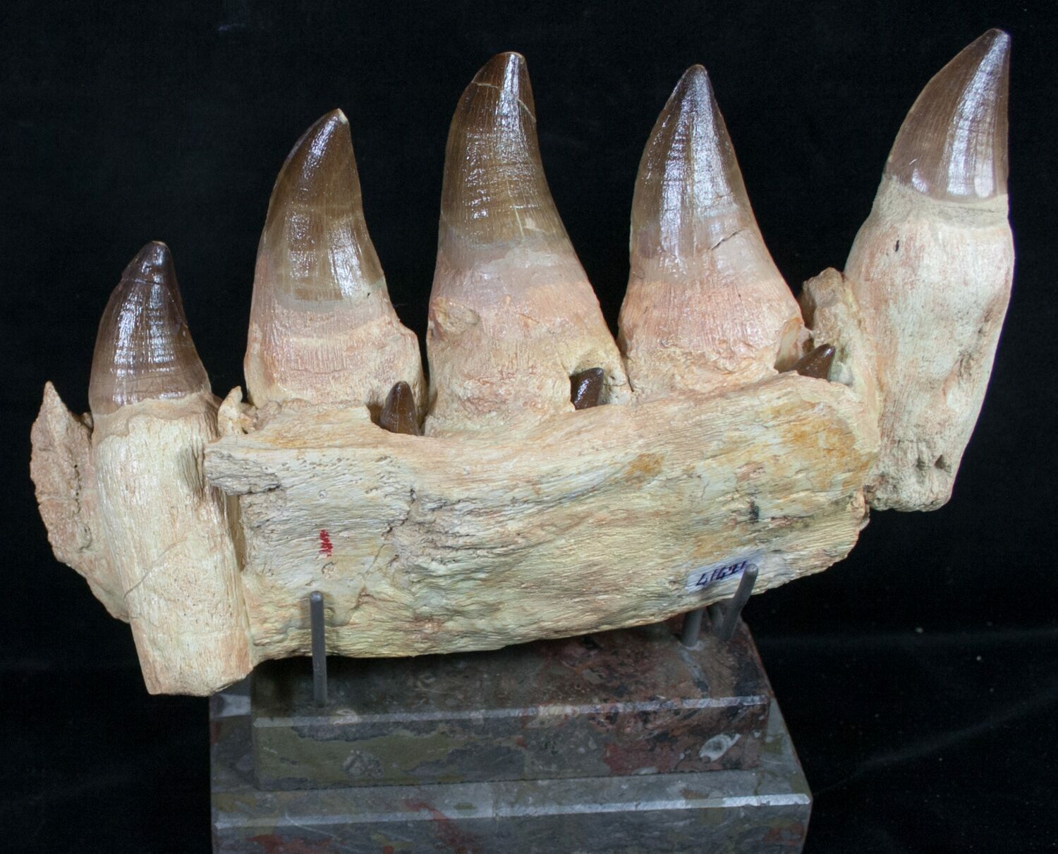 mosasaurus jaw for sale