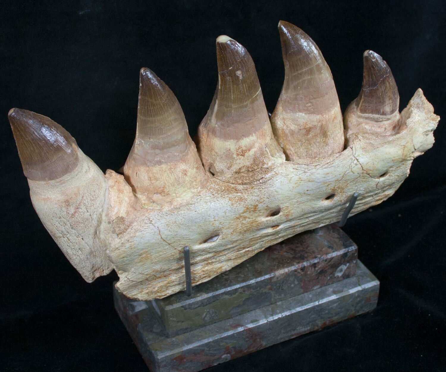 mosasaurus jaw for sale