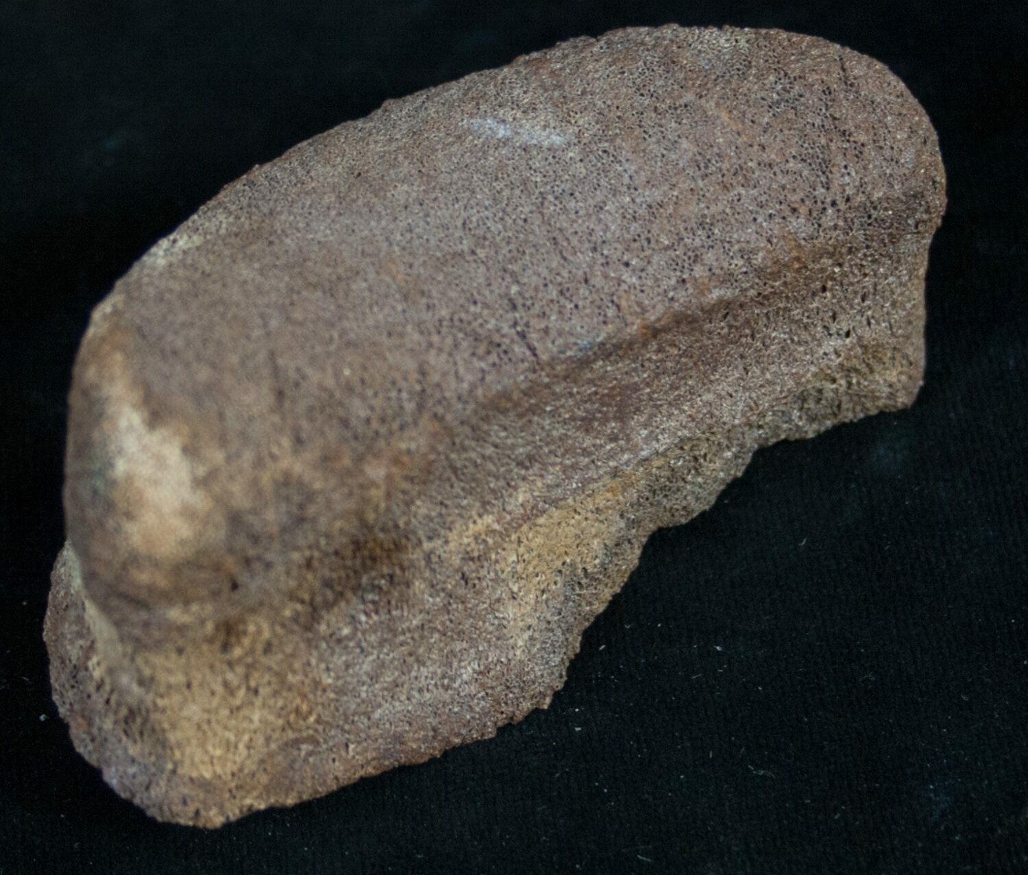 edmontosaurus bones