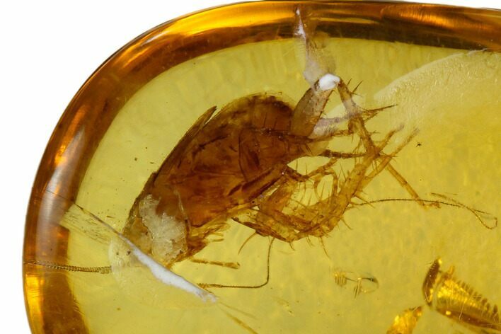 Detailed Fossil Cockroach (Blattodea) In Amber - Myanmar For Sale ...