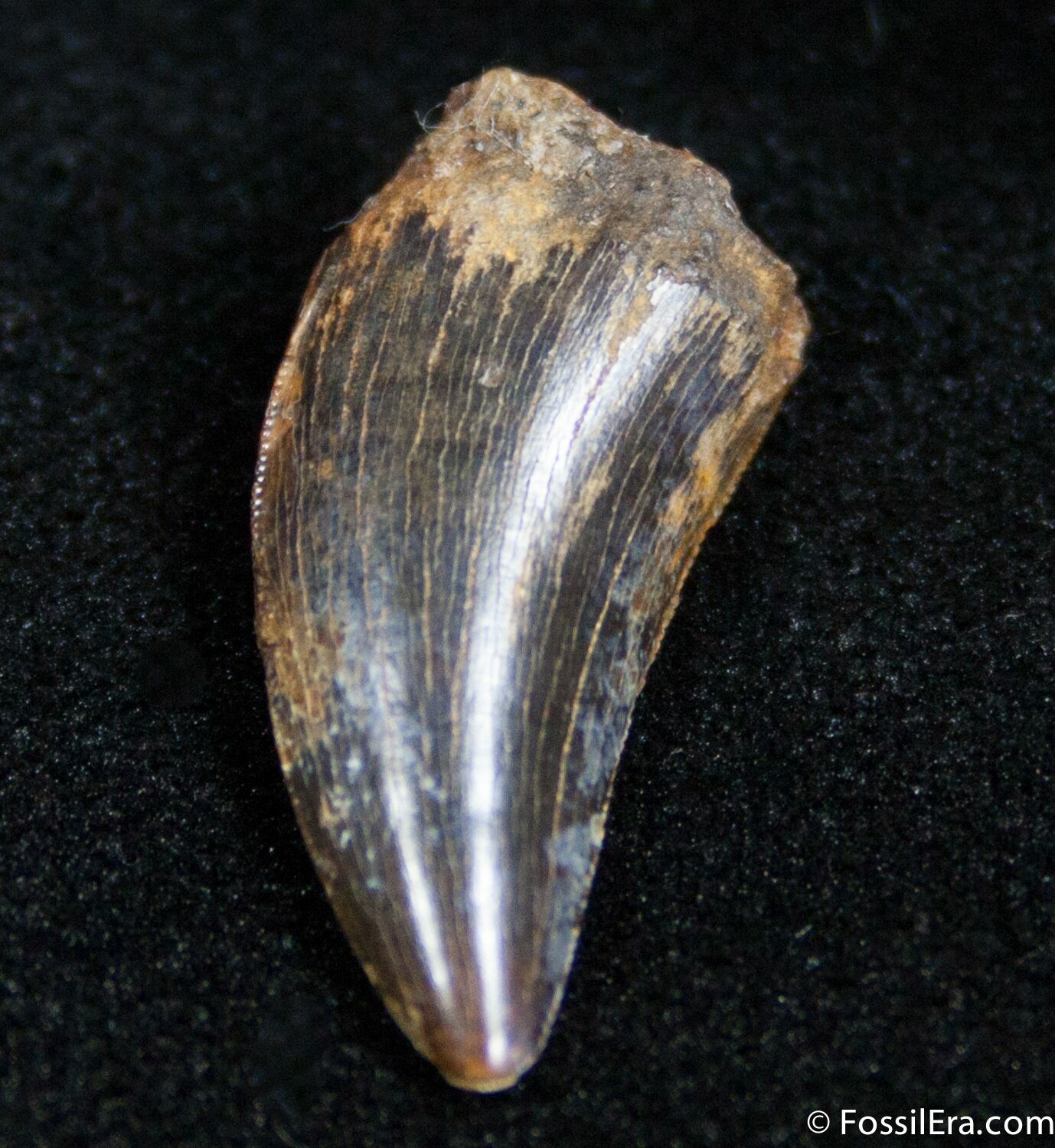 dromaeosaur tooth