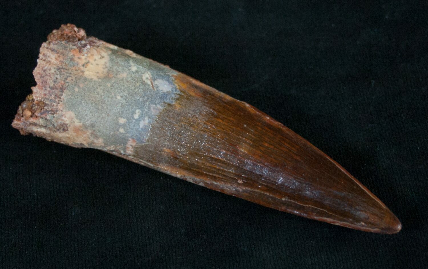 spinosaurus fossil tooth