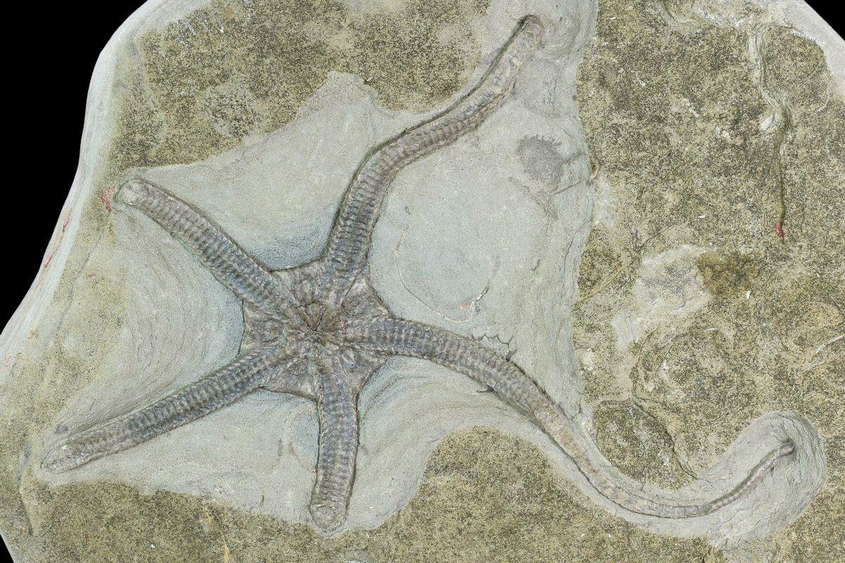 Starfish & Brittle Star Fossils For Sale