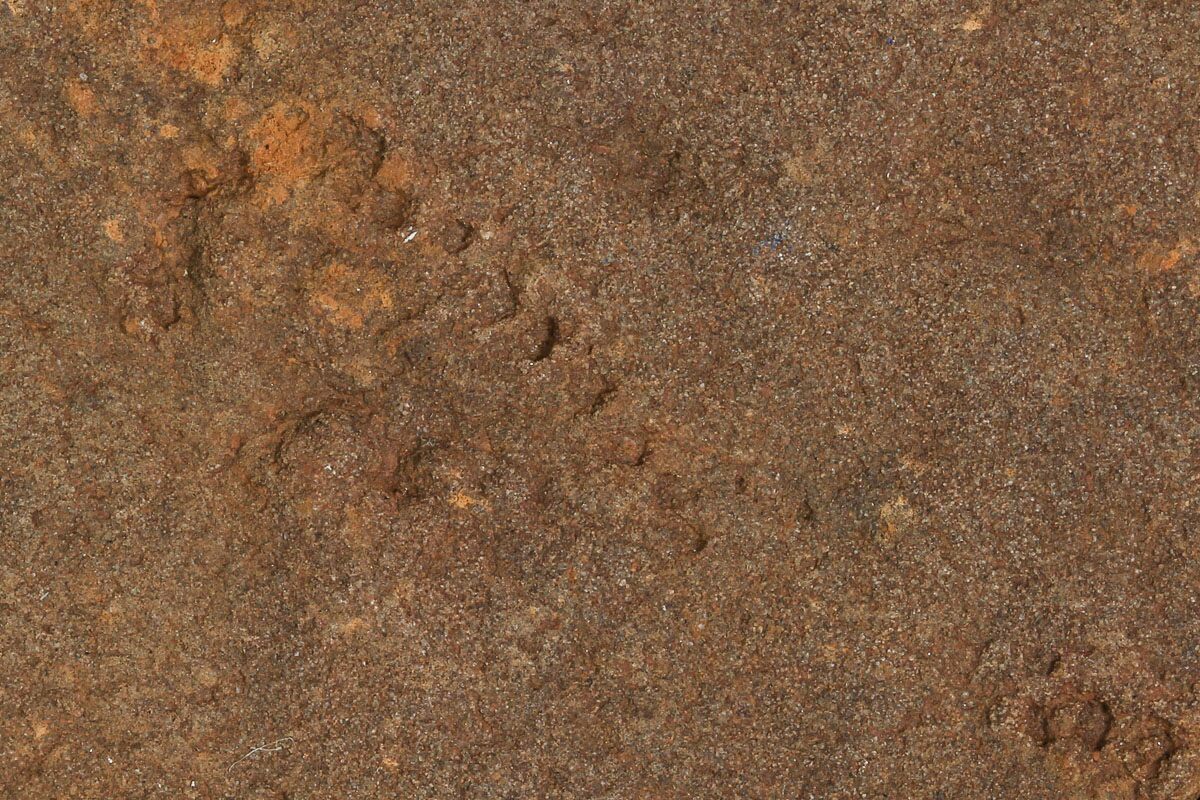 Miscellaneous Fossils For Sale