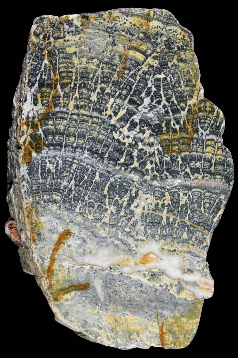 Stromatolite Fossils For Sale