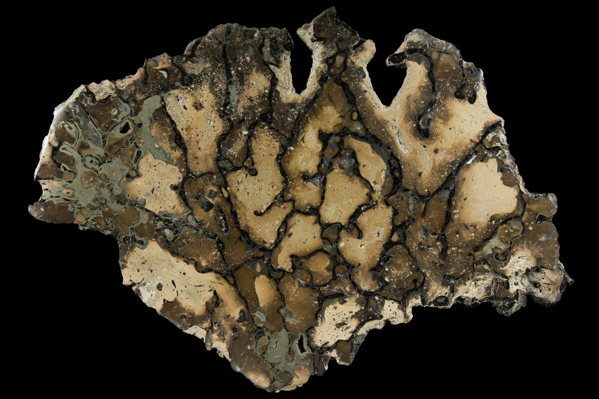 dinosaur bone fossils for sale