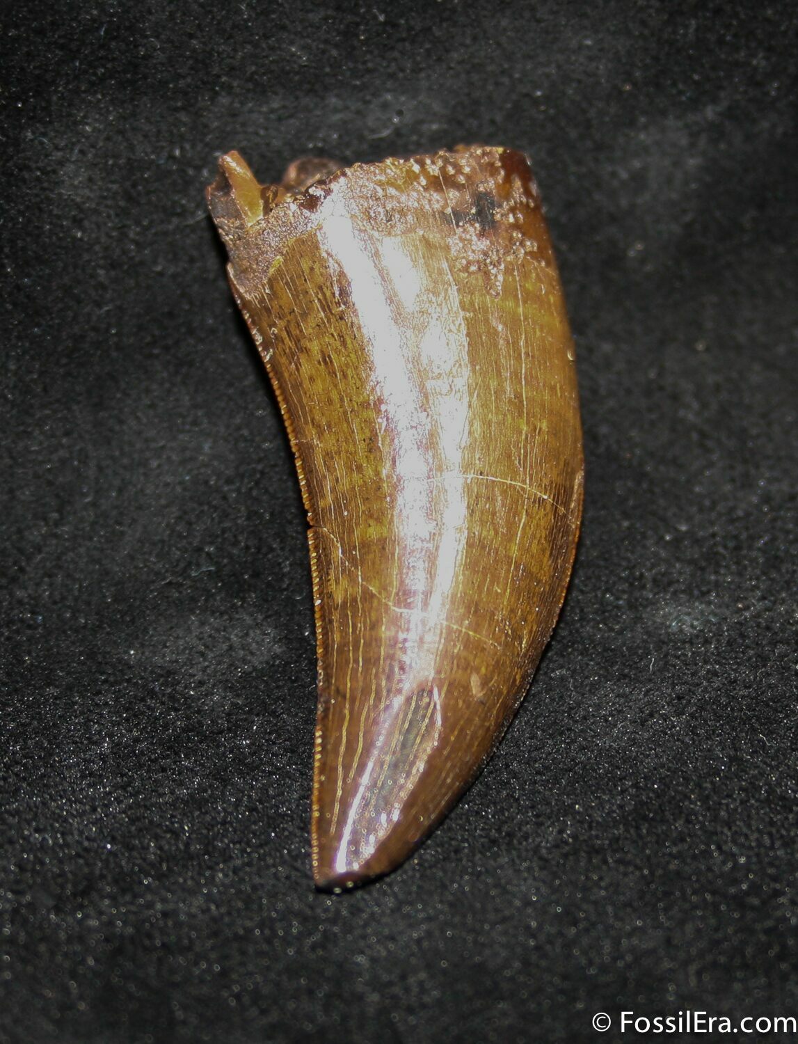 tyrannosaurus rex tooth for sale