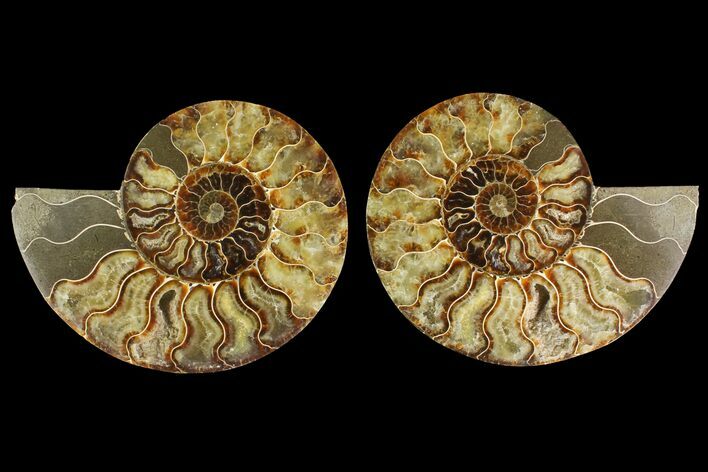 ammolite vs ammonite