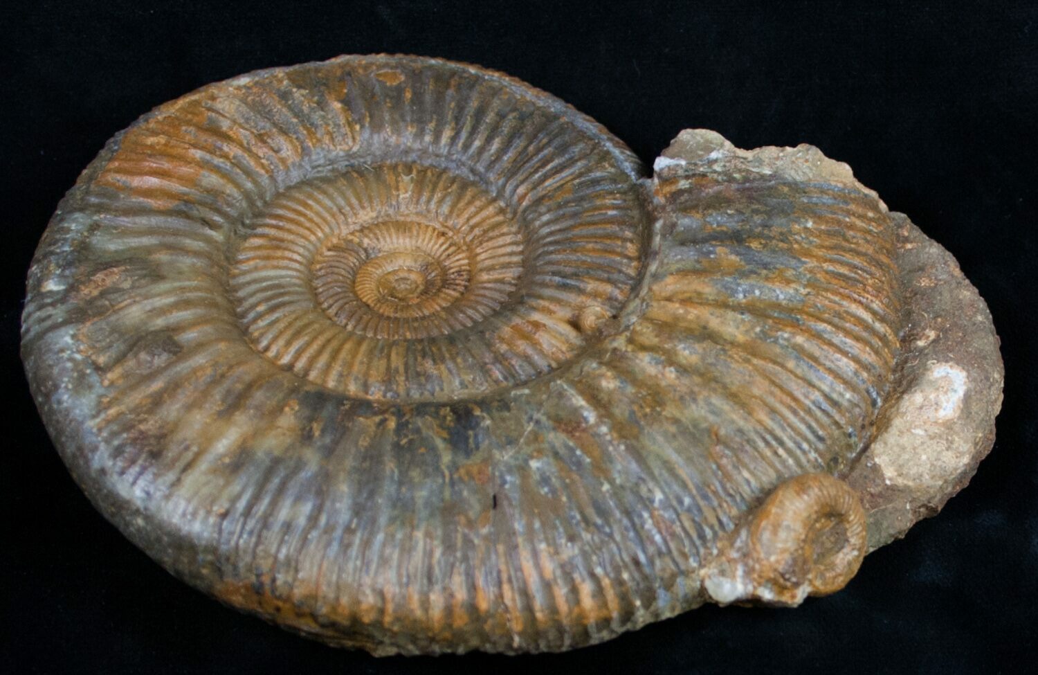 ammonite size