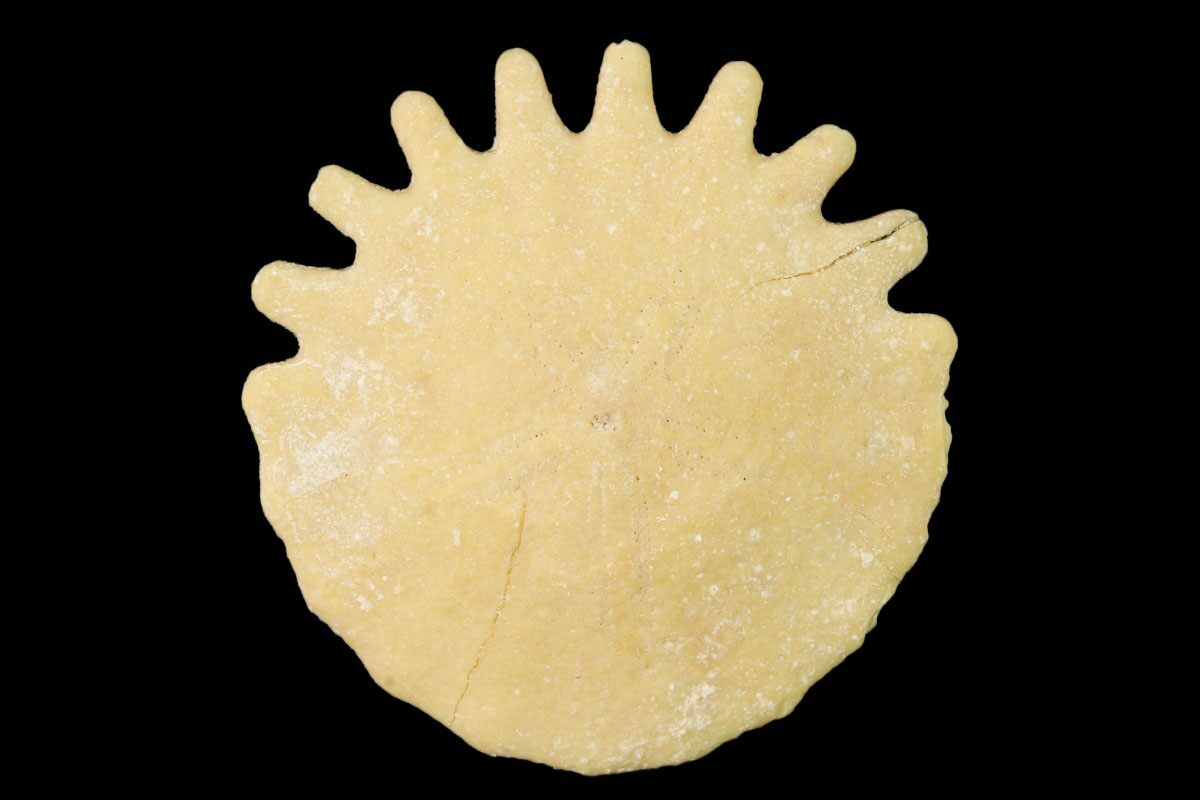 Echinoderm Fossils For Sale