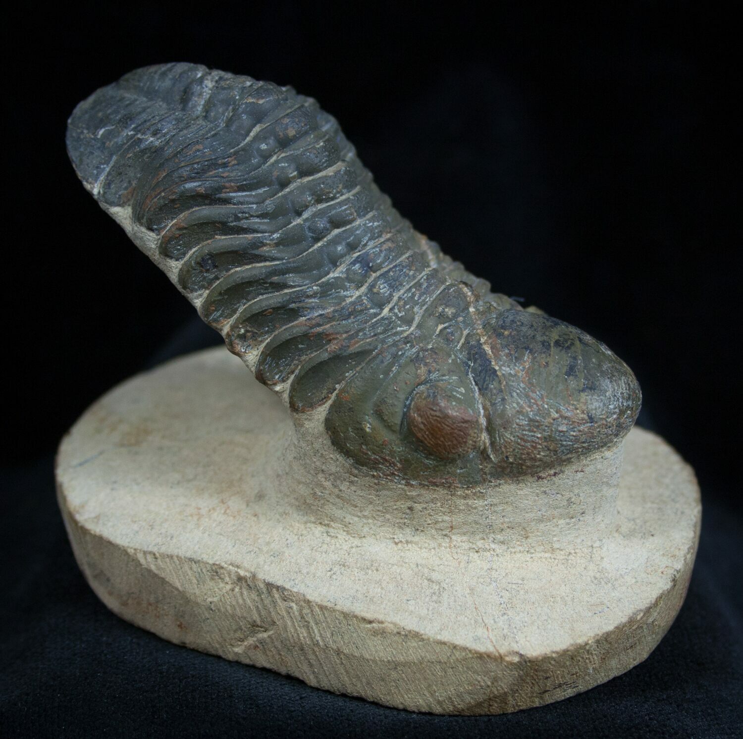 Authentic Reedops Trilobite Fossil From Morocco - Lower Devonian Era Collectible Specimen (A232)