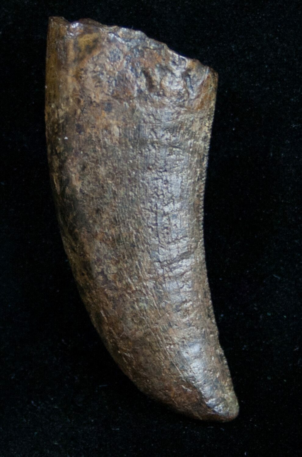 nanotyrannus tooth for sale