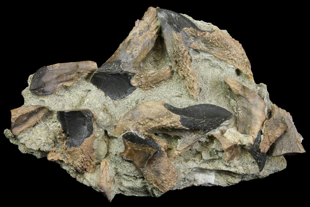 triceratops bones for sale