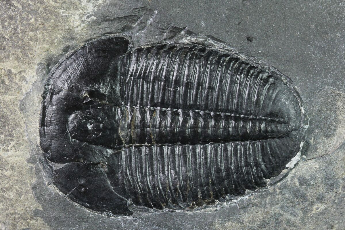 Elrathia Trilobites For Sale