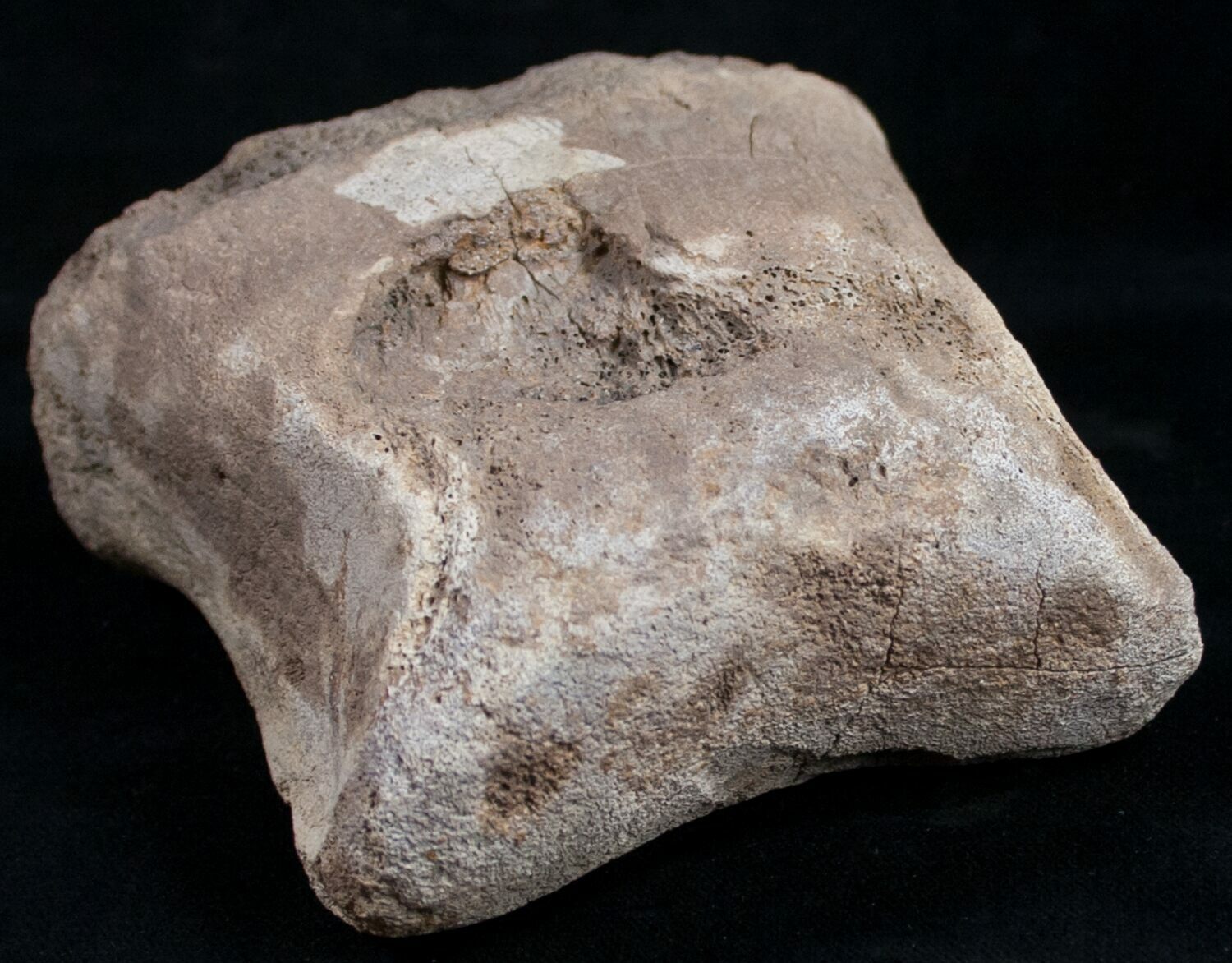 Large Edmontosaurus Toe Bone - 4" For Sale (#9882) - FossilEra.com