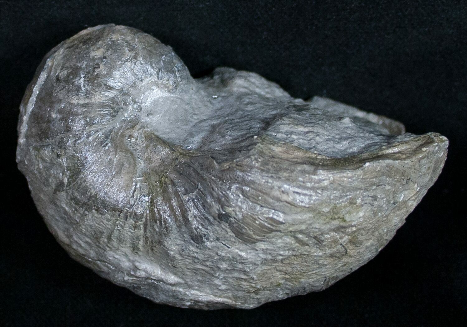 Gryphaea (Devil's Toenail) Fossil Oyster - Jurassic For Sale (#9898 ...