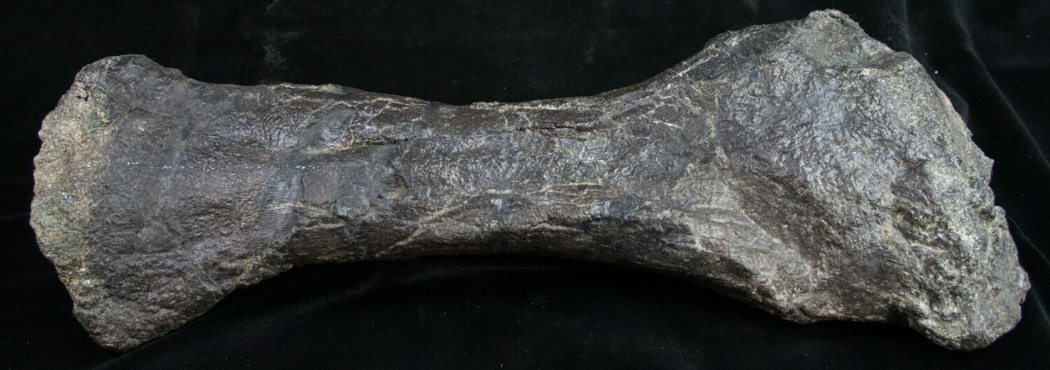 stegosaurus bone