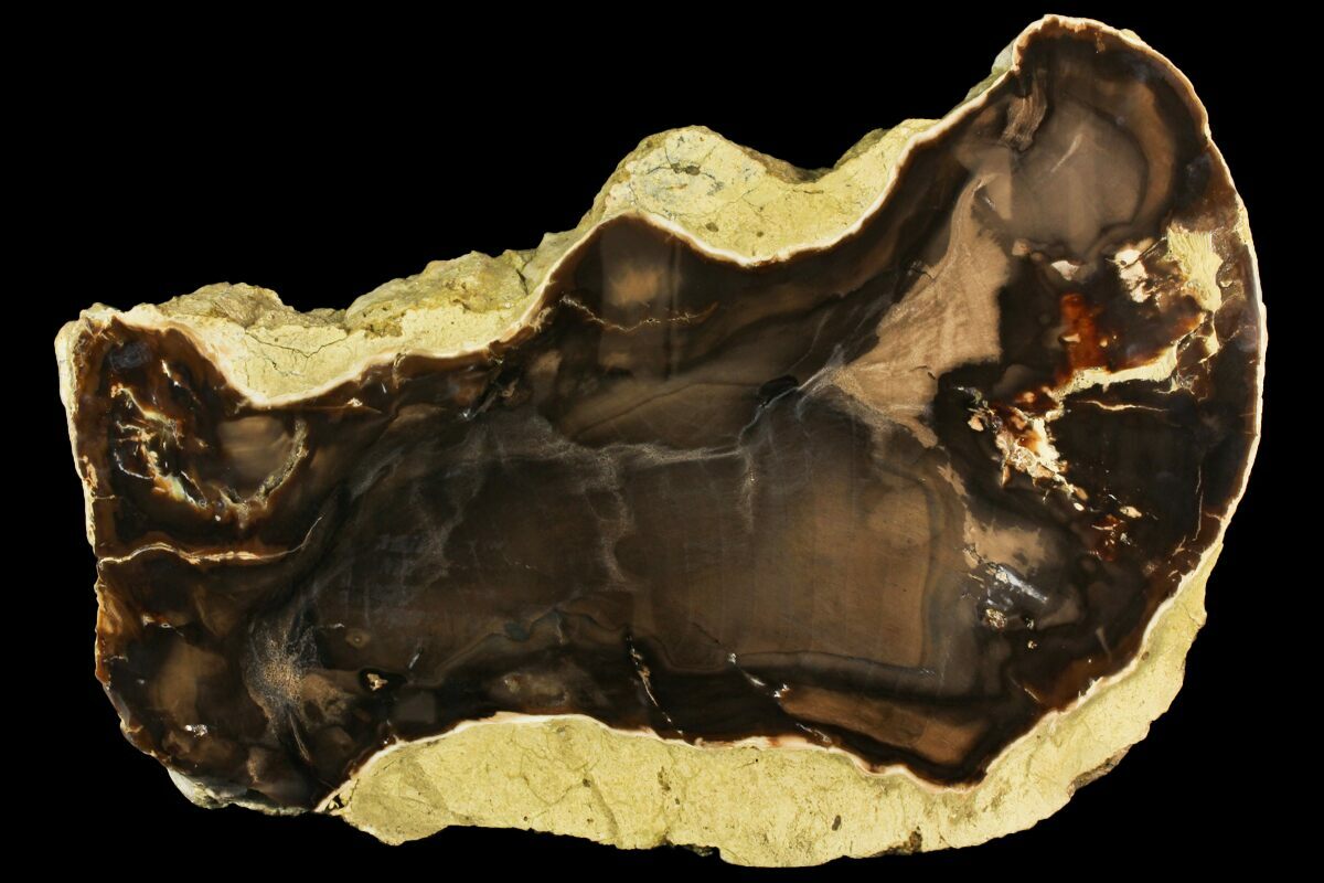 Nevada Petrified Wood For Sale