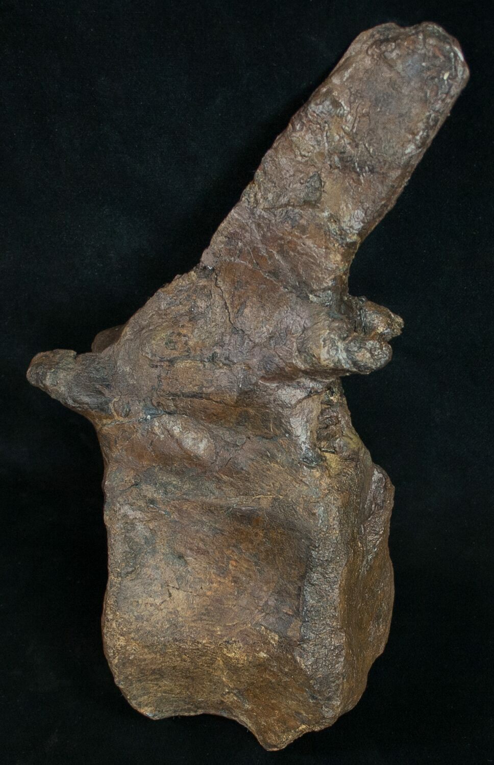 stegosaurus bone