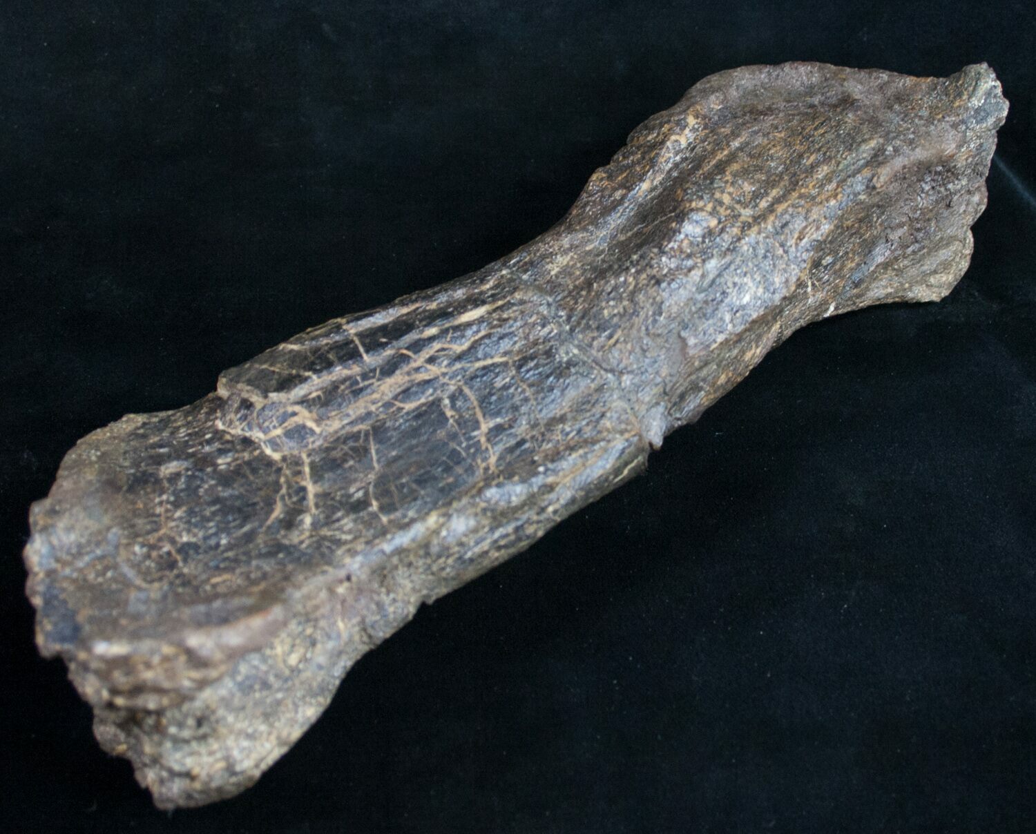 diplodocus fossil