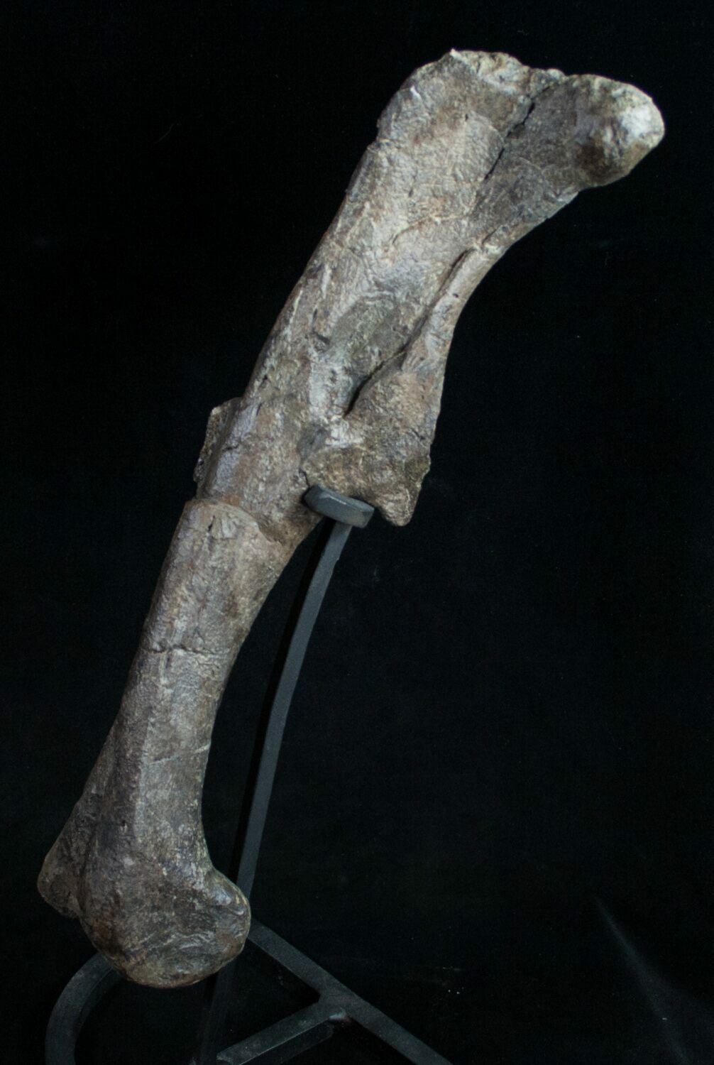 femur dinosaur