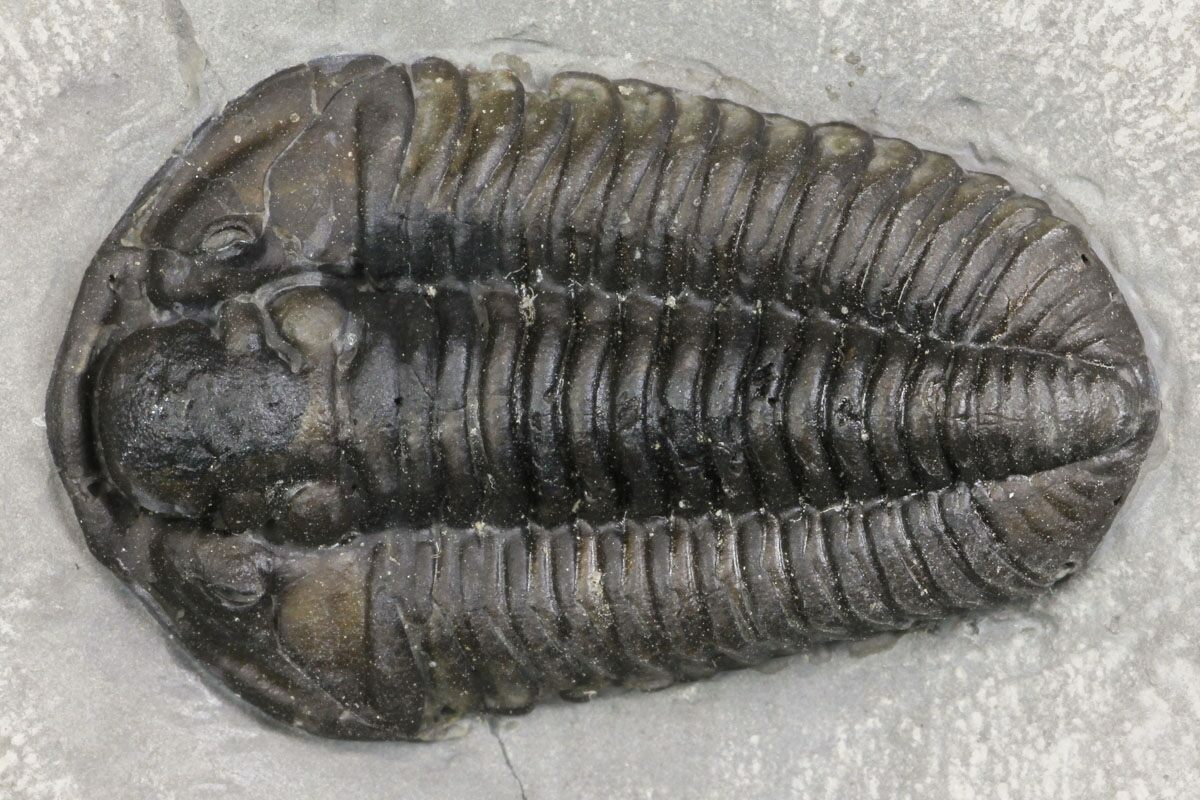 New York Calymene Trilobites For Sale - FossilEra.com