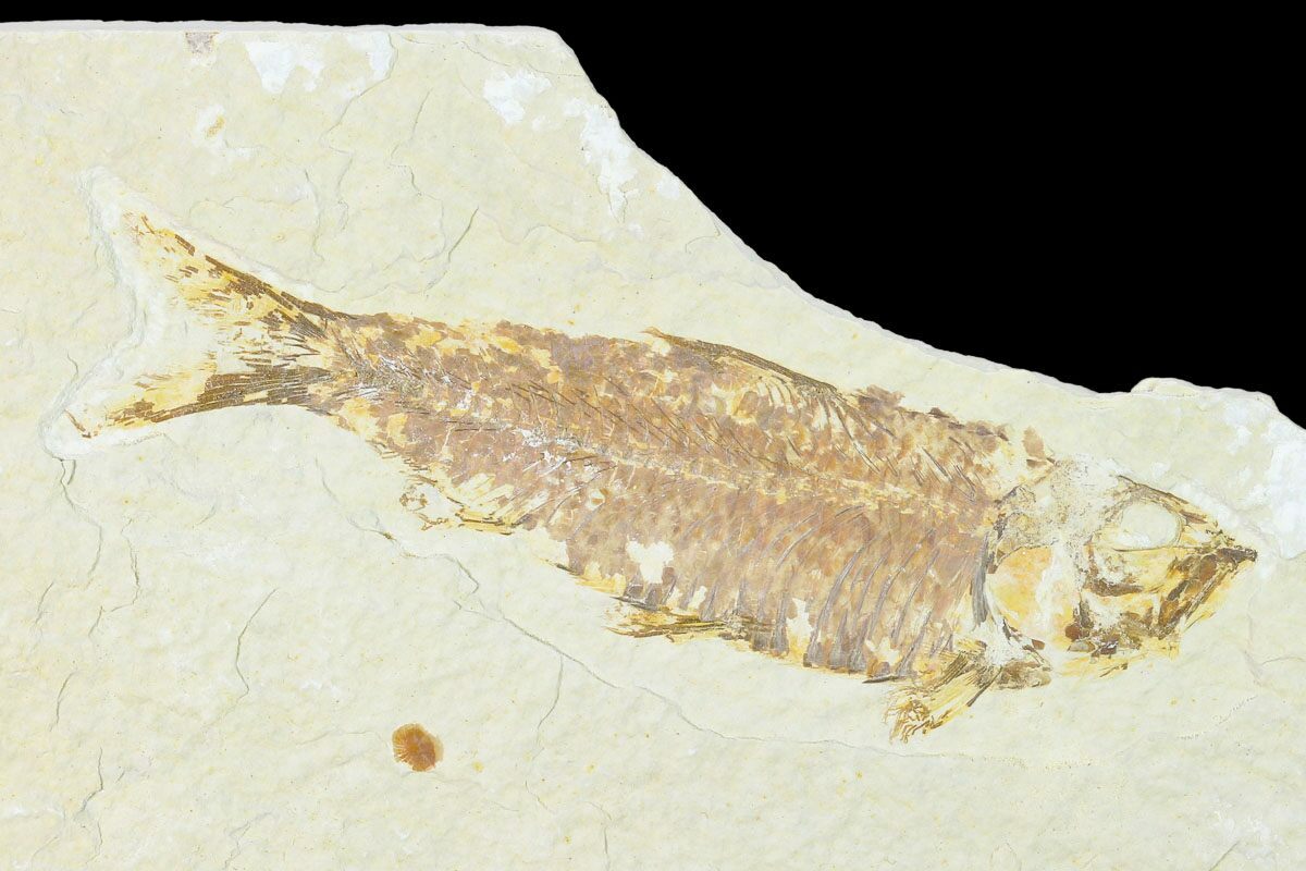 Fish Fossils For Sale