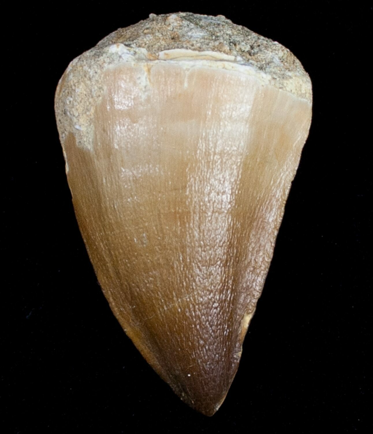 real mosasaur tooth