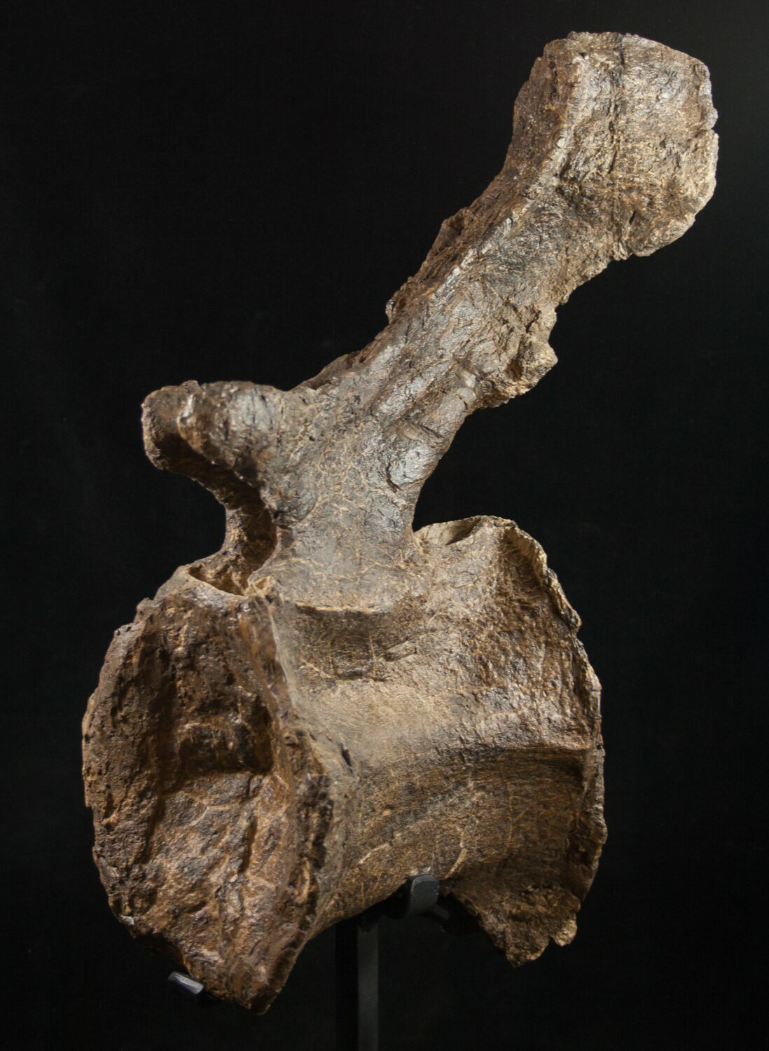 diplodocus fossil