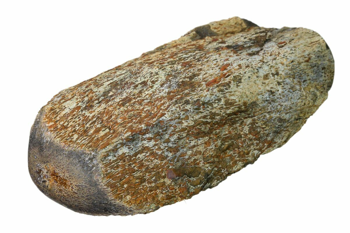 Dinosaur Fossils For Sale