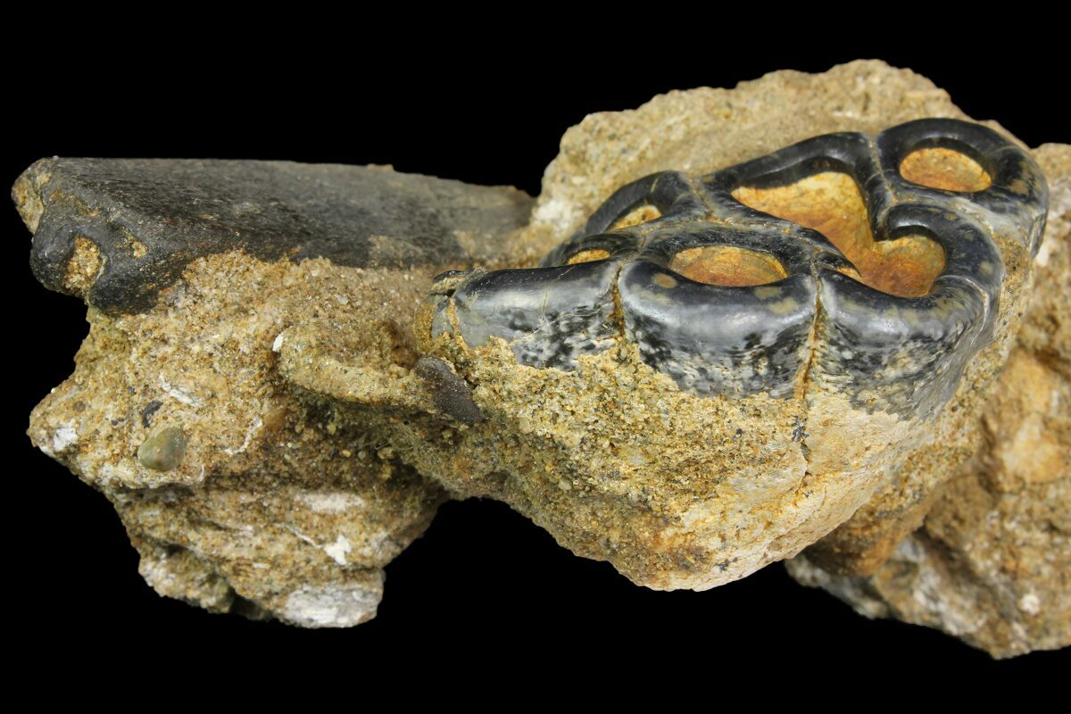 Mammal Fossils For Sale