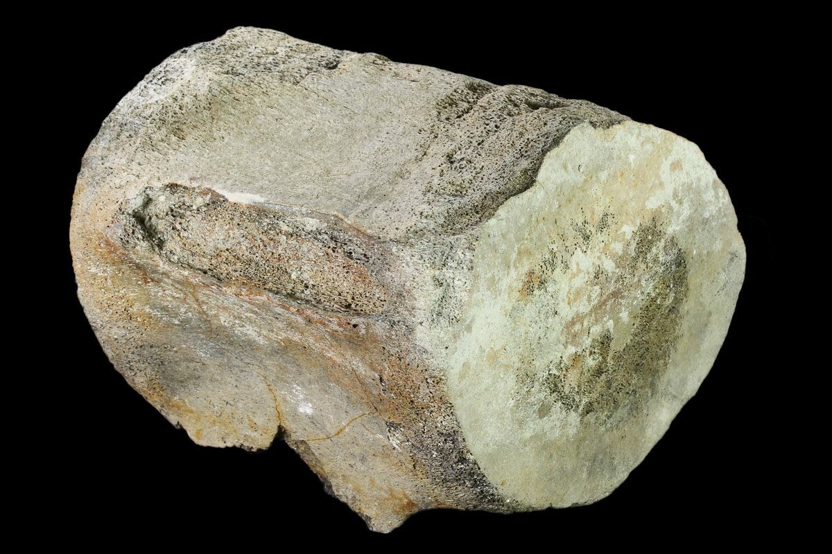 Whale Fossils For Sale