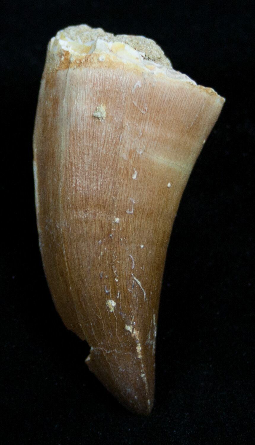 mosasaurus teeth for sale