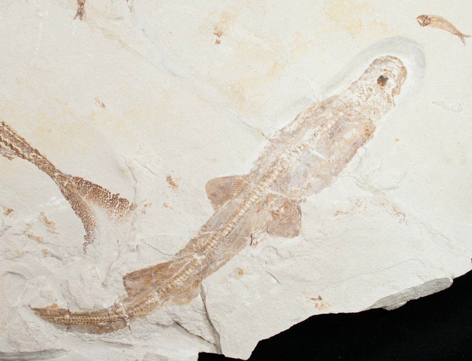 Incredible Fossil Shark (Pararhincodon) Lebanon For Sale (10885