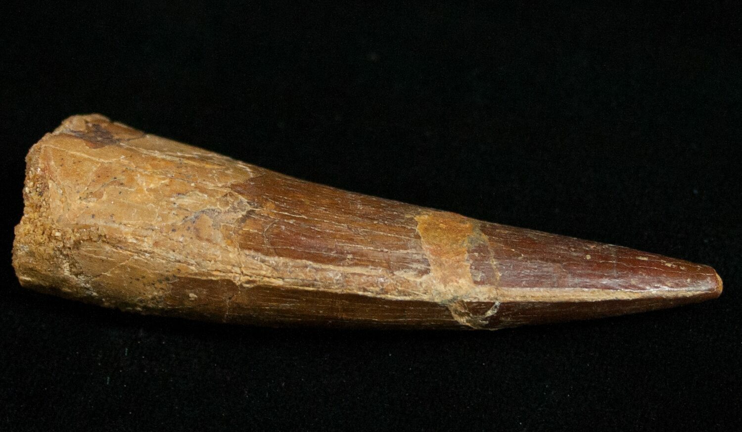 spinosaurus fossil tooth