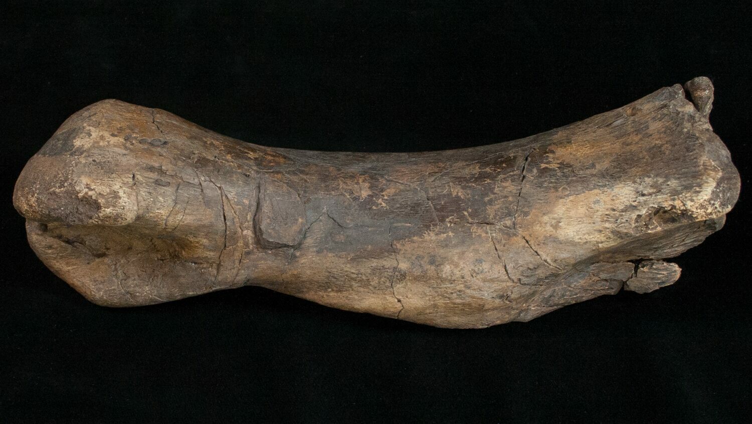 edmontosaurus bones